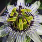 Passionflower
